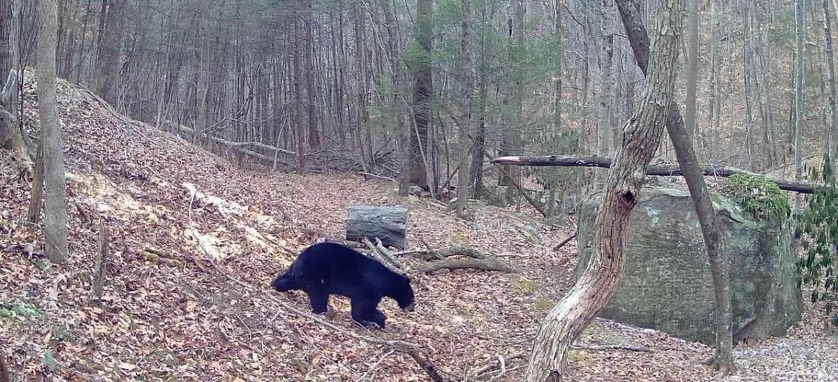 Image for 138 Acres Prime for Hunting & Recreation in Cumberland, KY