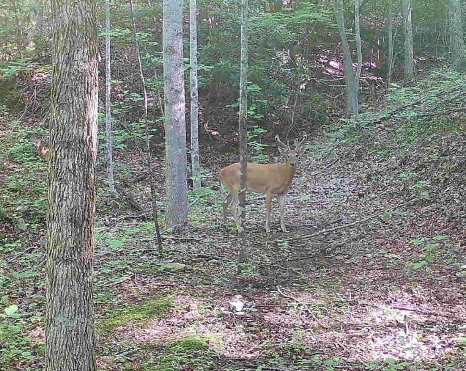 Image for 138 Acres Prime for Hunting & Recreation in Cumberland, KY
