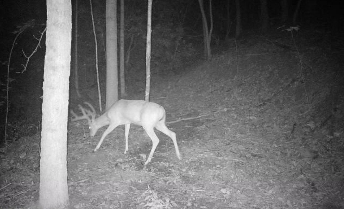 Image for 138 Acres Prime for Hunting & Recreation in Cumberland, KY