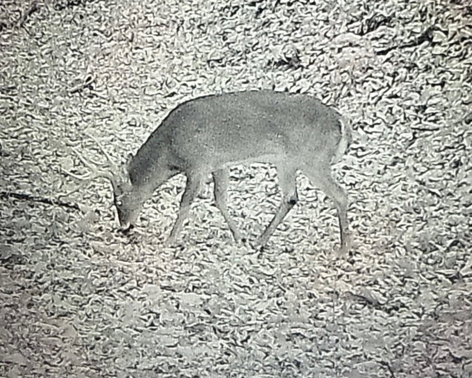 Image for 138 Acres Prime for Hunting & Recreation in Cumberland, KY