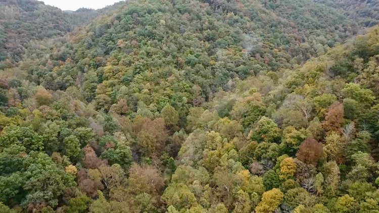 Image for 119.98 Surveyed Acres in Boone County Selling to the Highest Bidder