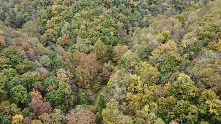 Image for 119.98 Surveyed Acres in Boone County Selling to the Highest Bidder