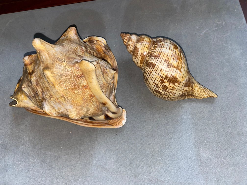 Two Seashells