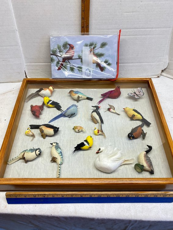 Assortment of birds in a display case