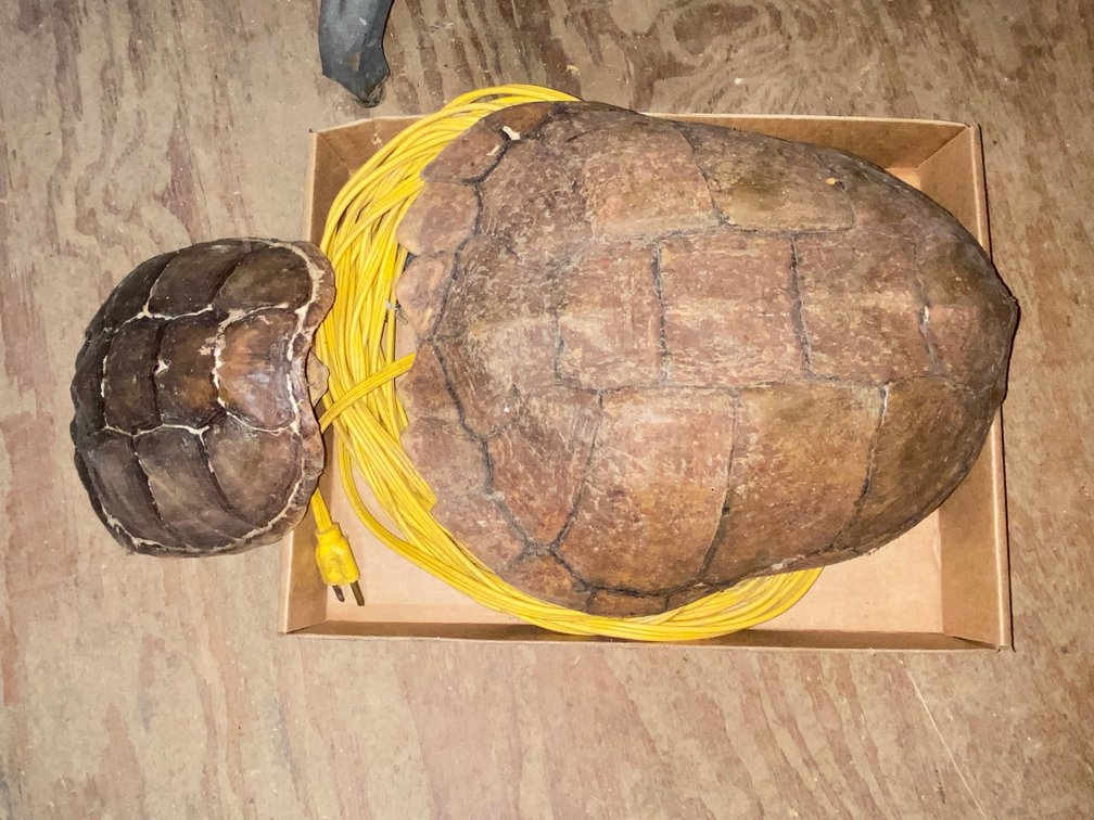 Turtle Shell & Extension Cord