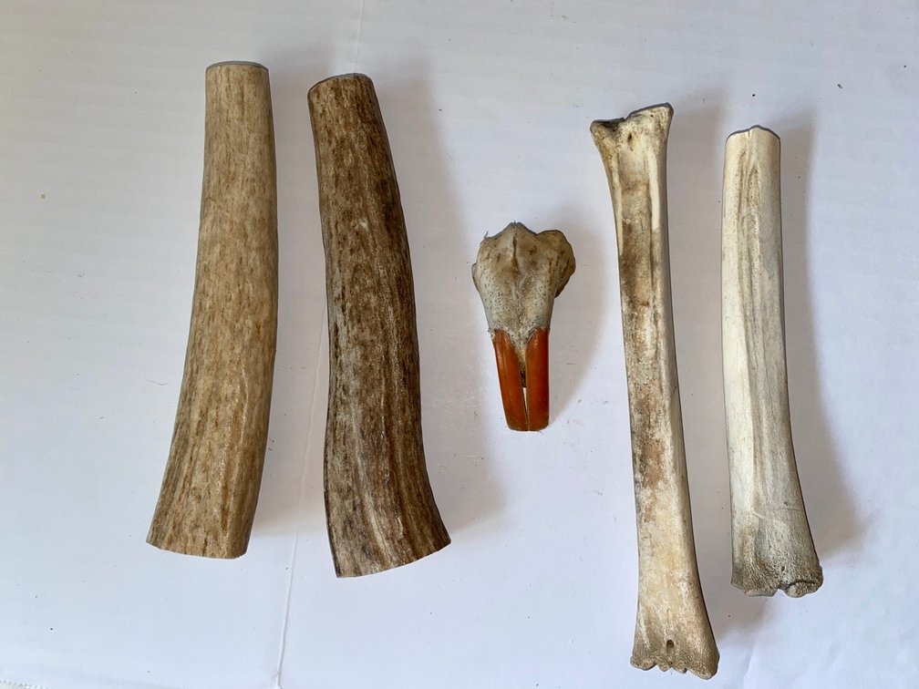 Antlers, Bones & Beaver Teeth