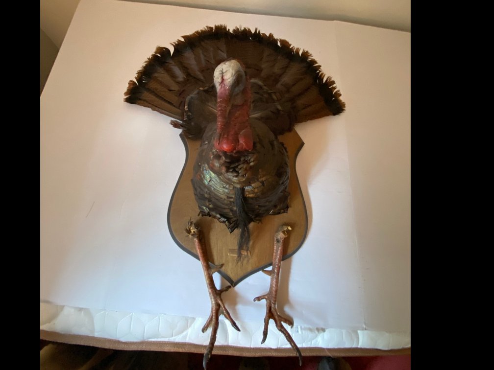 Turkey Mount