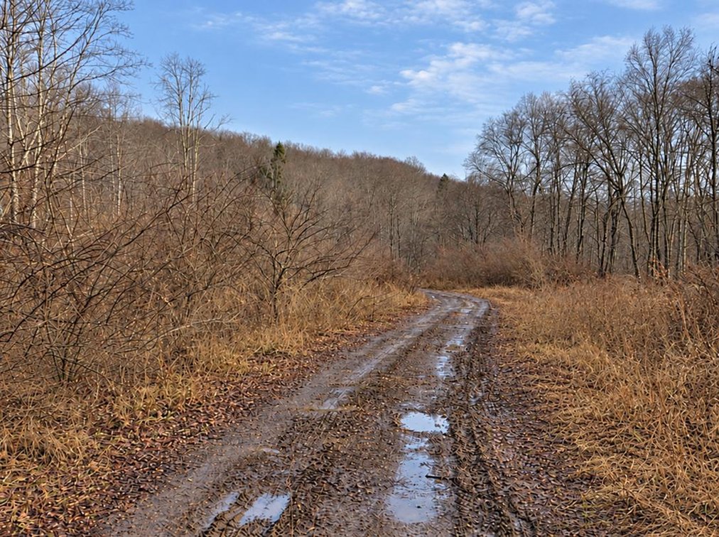 Beautiful 50 Fee Acres with 600’ of Native Trout Stream