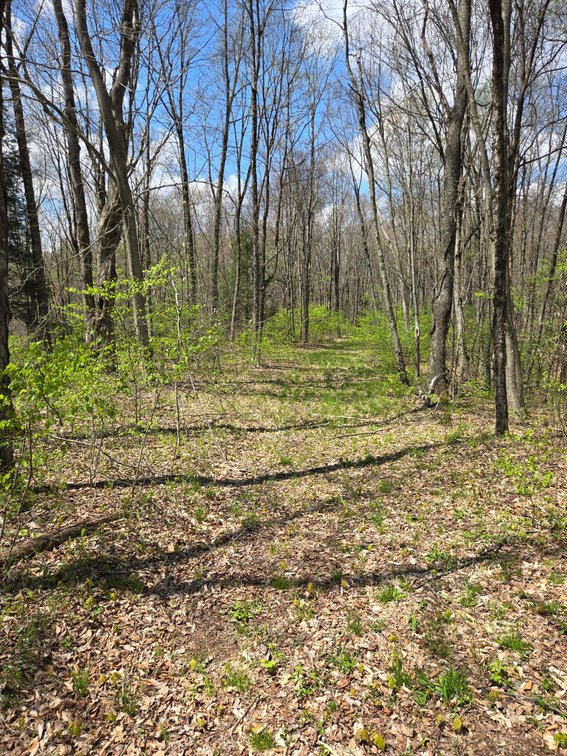 Image for Beautiful 50 Fee Acres with 600’ of Native Trout Stream