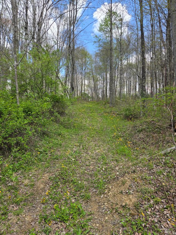 Image for Beautiful 50 Fee Acres with 600’ of Native Trout Stream