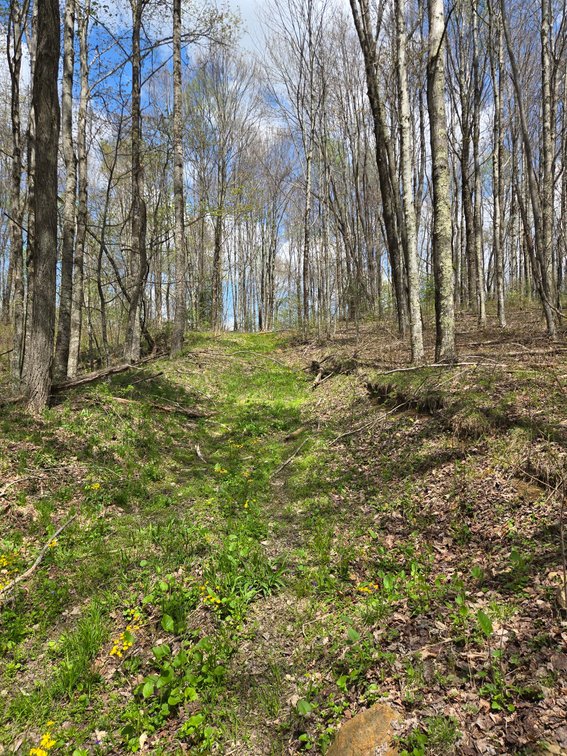 Image for Beautiful 50 Fee Acres with 600’ of Native Trout Stream