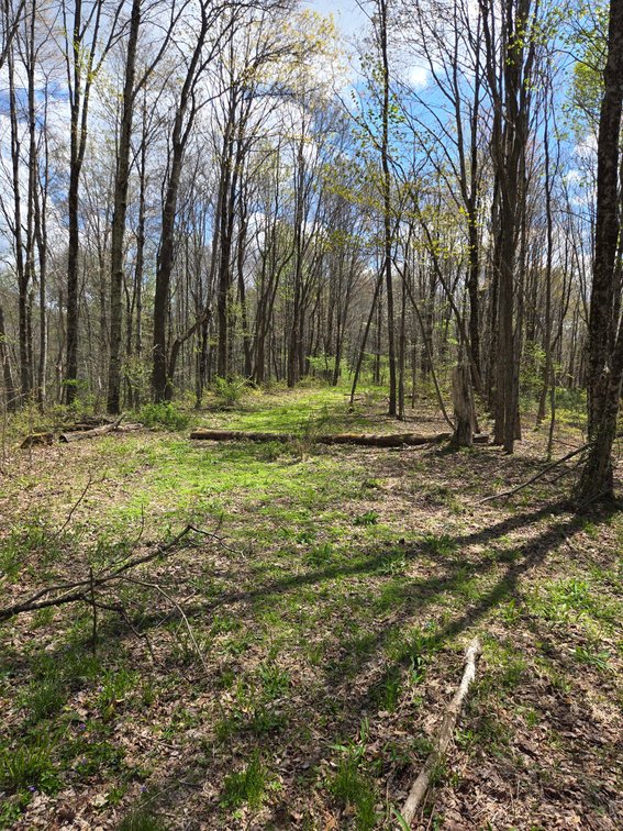 Image for Beautiful 50 Fee Acres with 600’ of Native Trout Stream