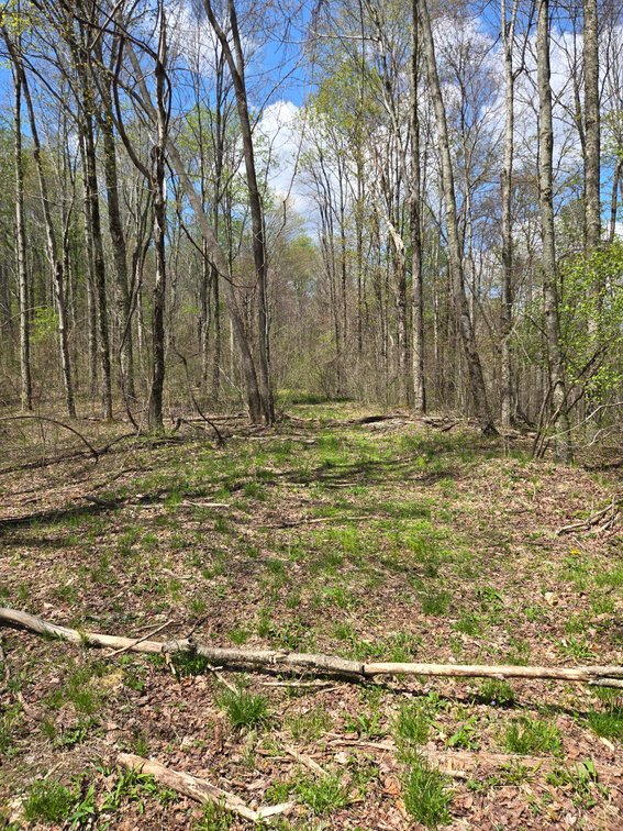 Image for Beautiful 50 Fee Acres with 600’ of Native Trout Stream
