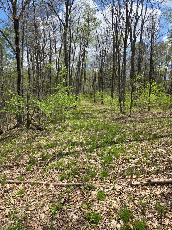 Image for Beautiful 50 Fee Acres with 600’ of Native Trout Stream