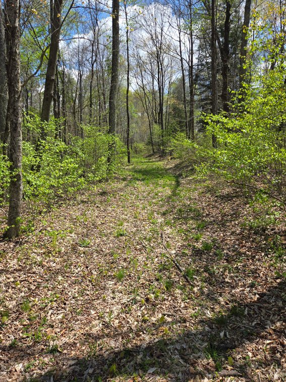 Image for Beautiful 50 Fee Acres with 600’ of Native Trout Stream