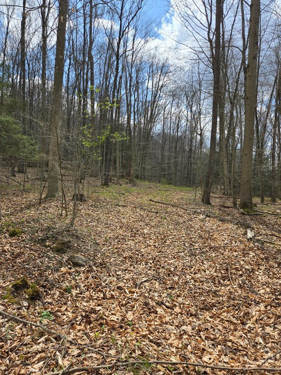 Image for Beautiful 50 Fee Acres with 600’ of Native Trout Stream