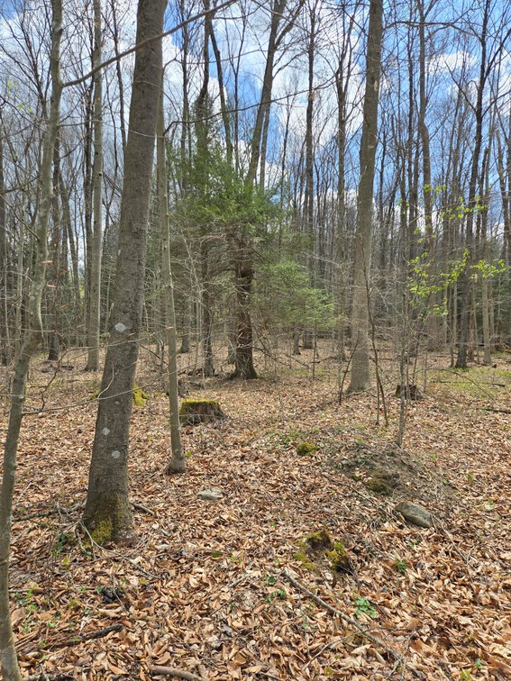 Image for Beautiful 50 Fee Acres with 600’ of Native Trout Stream
