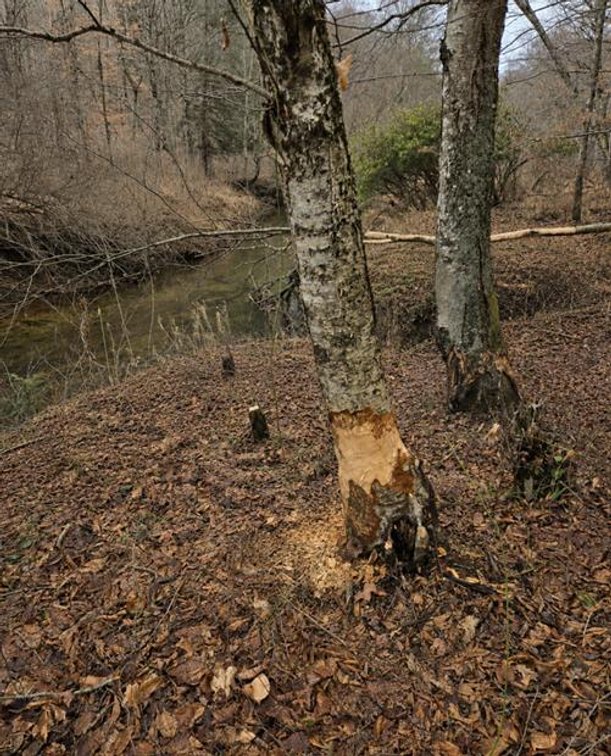 Image for Beautiful 50 Fee Acres with 600’ of Native Trout Stream
