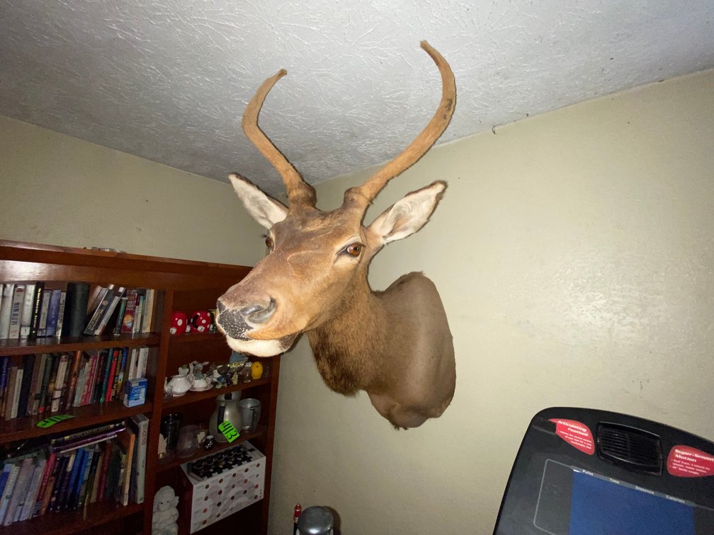 Elk Mount