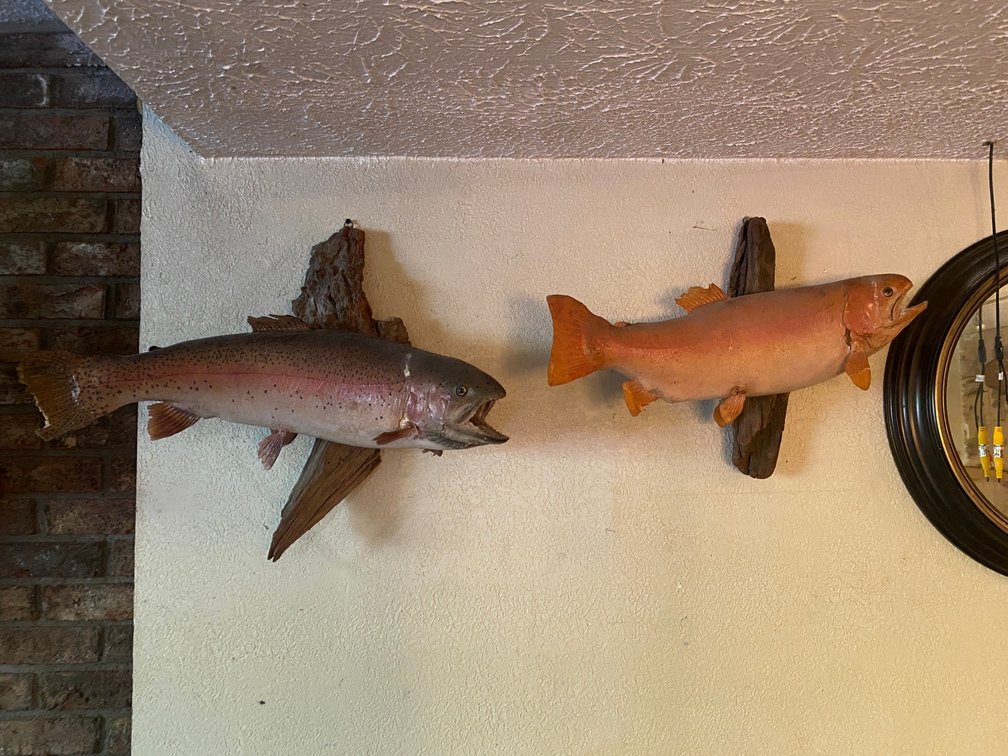 Rainbow Trout Mount and Golden Trout Mount