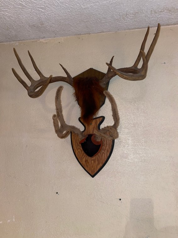 Two mounted sets of antlers