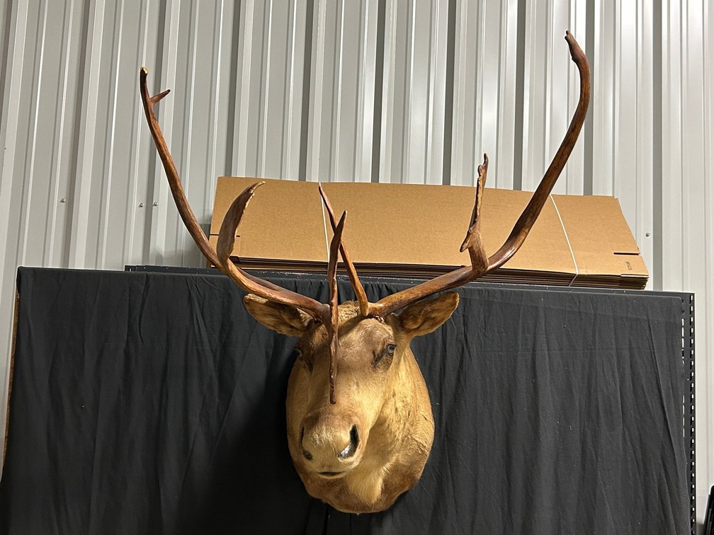 [275]  Caribou Mount