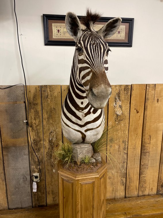 [258]  African Zebra - Taxidermy Shoulder Mount
