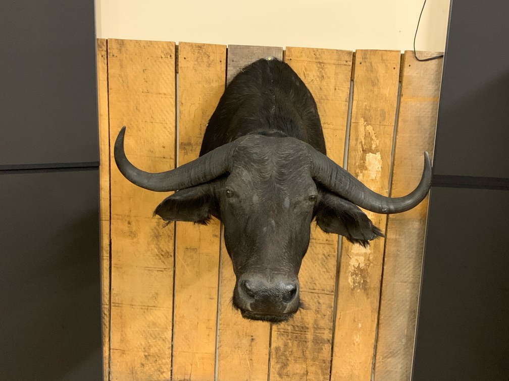 [259]  African Cape Buffalo Shoulder Mount Taxidermy - Wall Mount