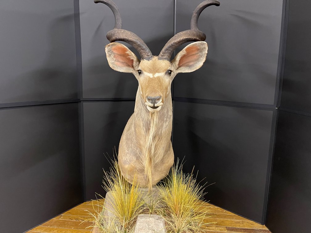 [256]  African Greater Kudu Shoulder Mount Taxidermy on Habitat Base