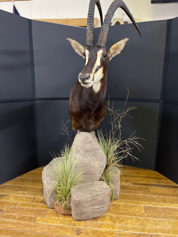 [257]  African Sable Antelope (Male) -Taxidermy Shoulder Mount