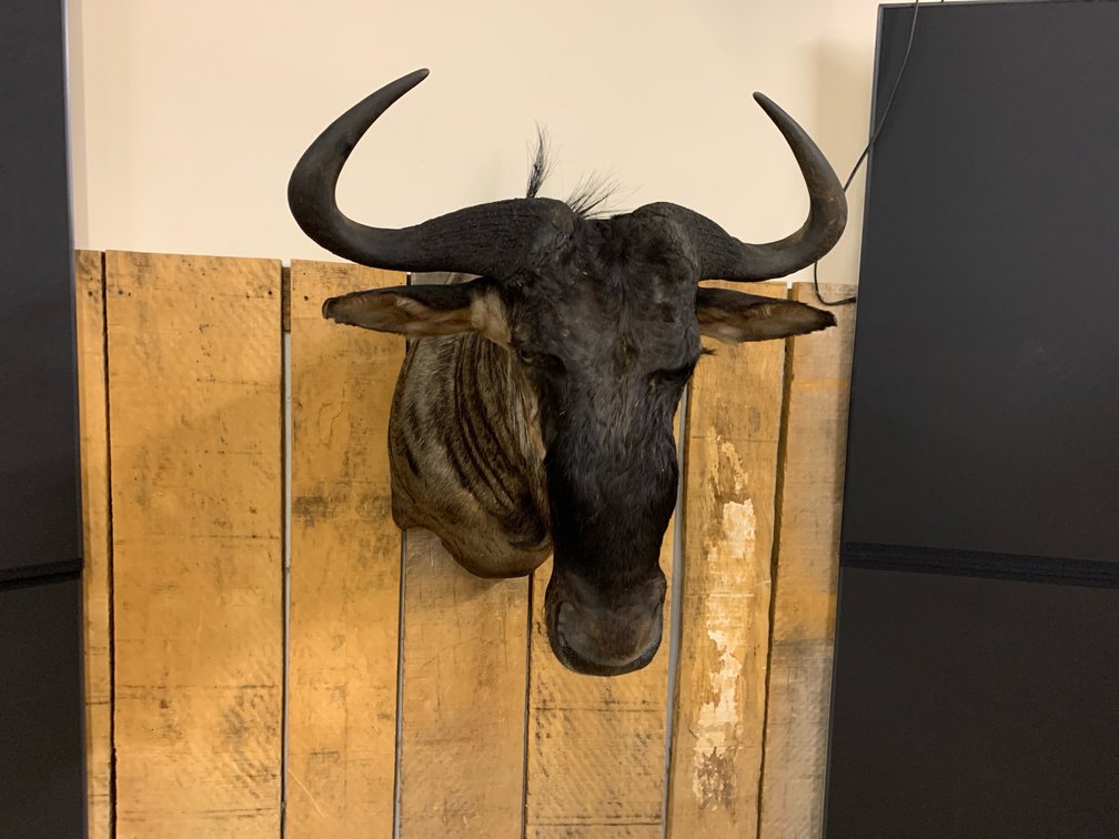 [261]  African Blue Wildebeest Shoulder Mount Taxidermy - Wall Mouunt