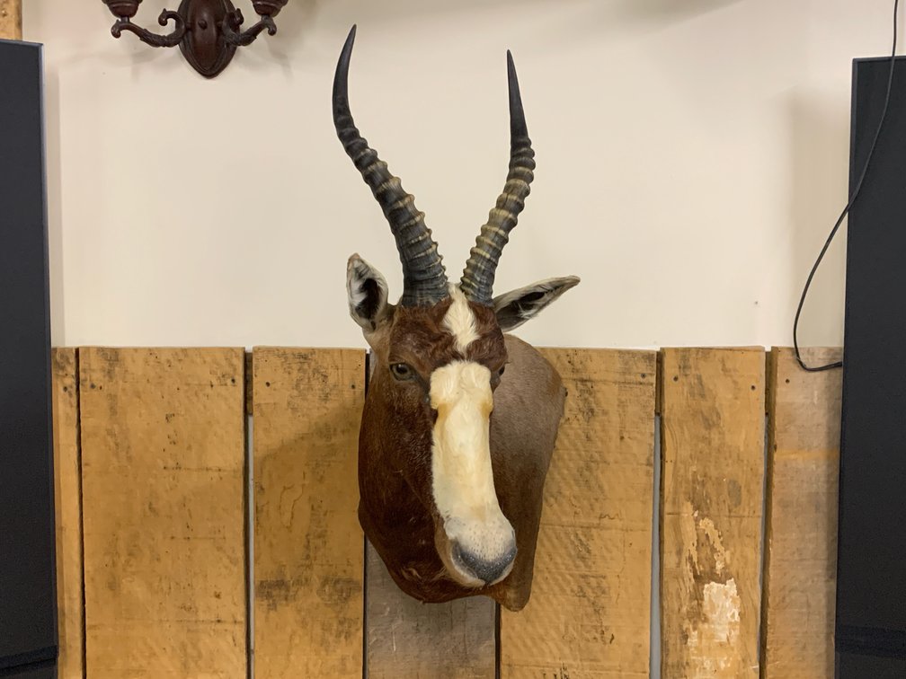 [262]  African Blesbok Antelope Shoulder Mount Taxidermy - Wall Mount
