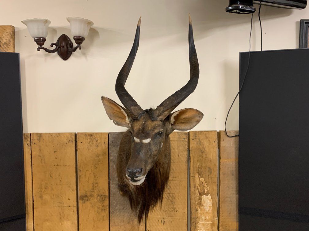 [263]  African Nyala Bull Shoulder Mount Taxidermy - Long Spiral Horns