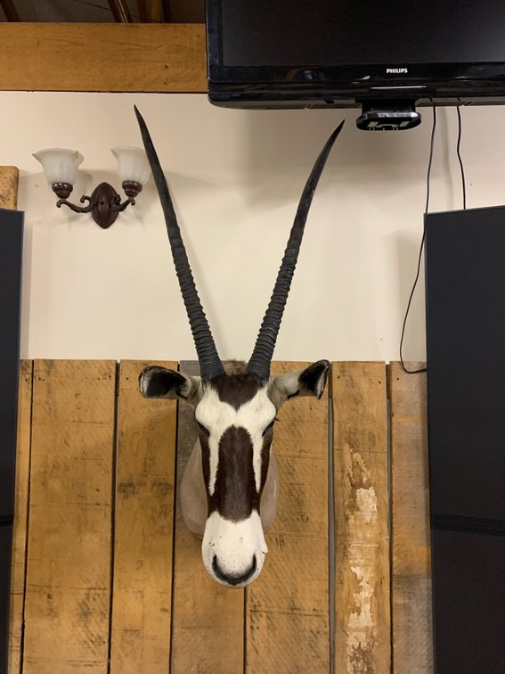 [260]  African Gemsbok Oryx Shoulder Mount Taxidermy - Long Horns