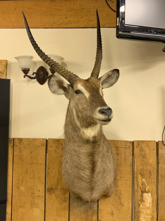 [268]  African Waterbuck Bull Shoulder Mount Taxidermy