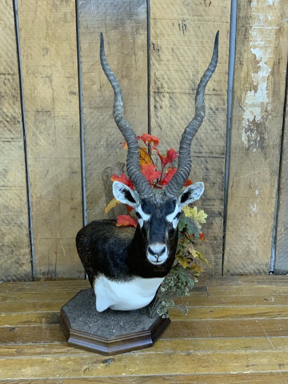 [269]  Blackbuck Antelope Shoulder Mount Taxidermy on Custom Habitat Pedestal