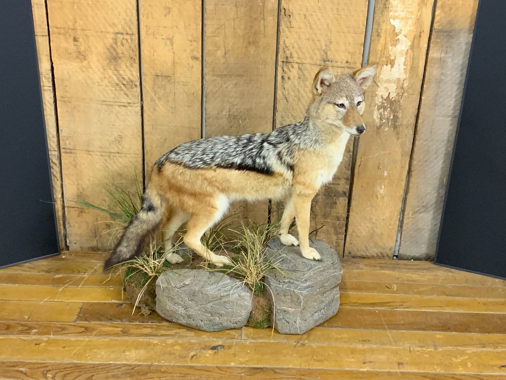 [270]  African Black-Backed Jackal Full-Body Taxidermy Mount on Custom Habitat Base