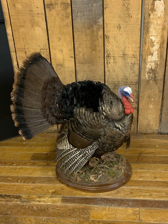 [271]  Eastern Wild Turkey Full-Body Taxidermy Mount - Strutting Gobbler on Habitat Base
