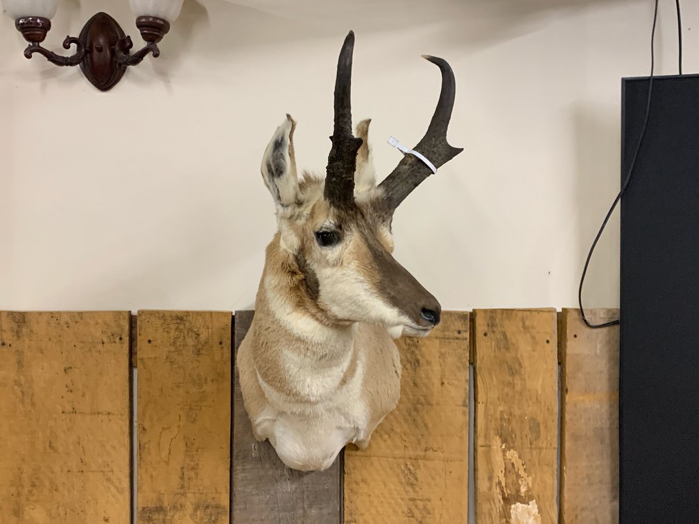 [264]  North American Pronghorn Antelope Buck Shoulder Mount Taxidermy - Wall Mount
