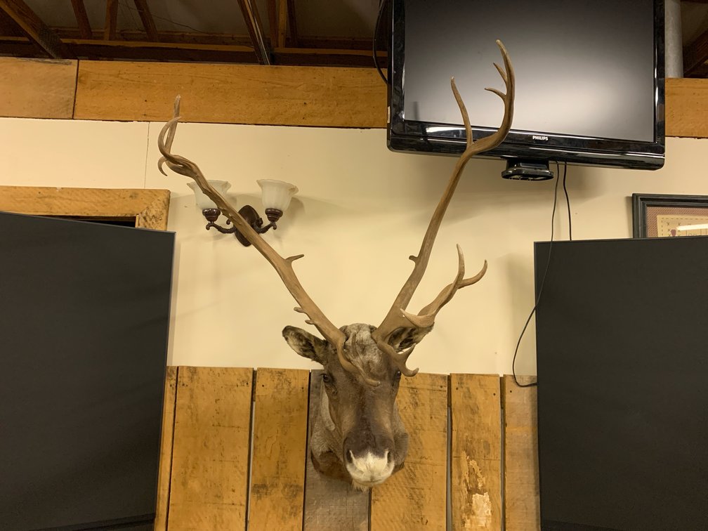 [265]  Caribou (Reindeer) Shoulder Mount Taxidermy - Large Antlers