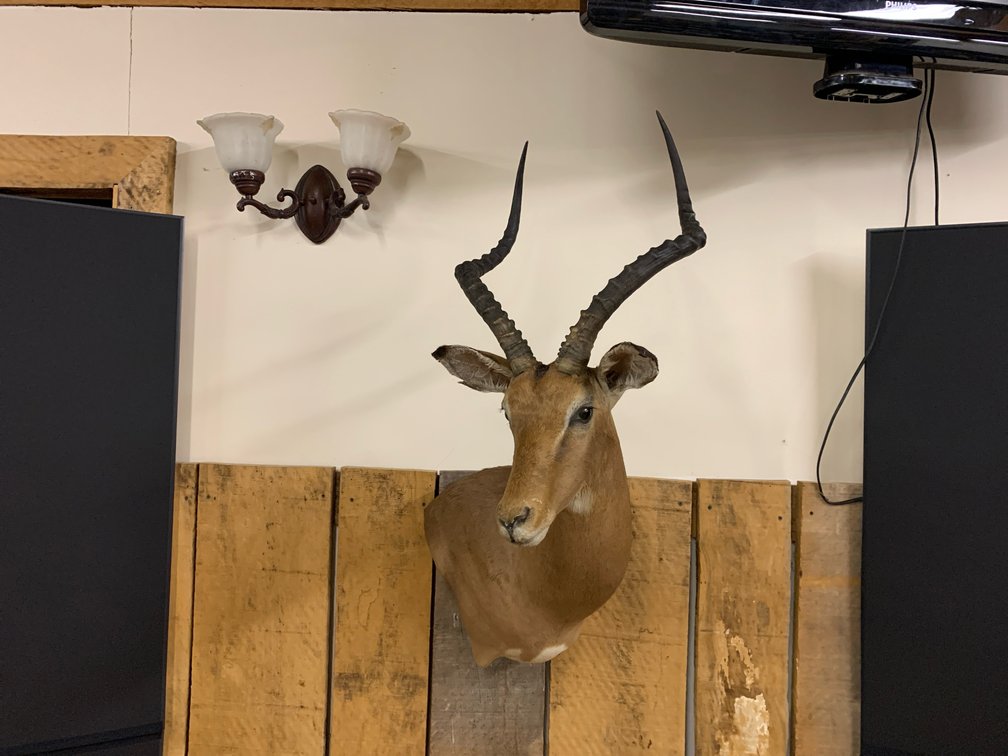 [266]  African Tsessebe Antelope Shoulder Mount Taxidermy - Wall Mount