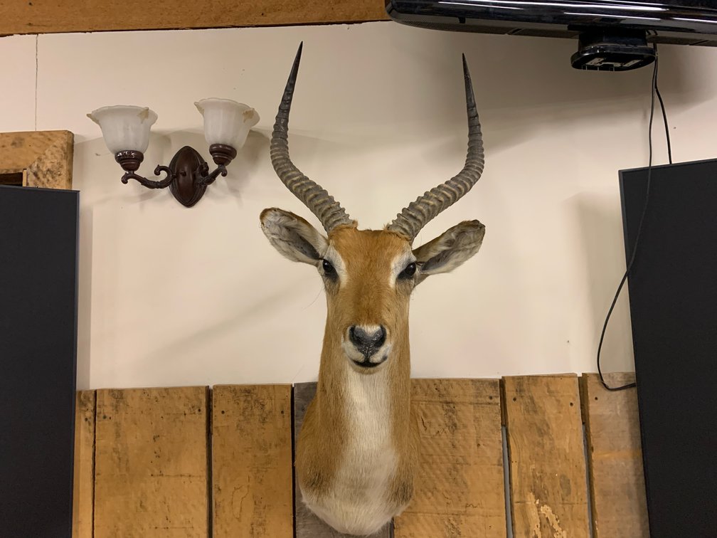 [267]  African Puku Antelope Shoulder Mount Taxidermy - Long Horns