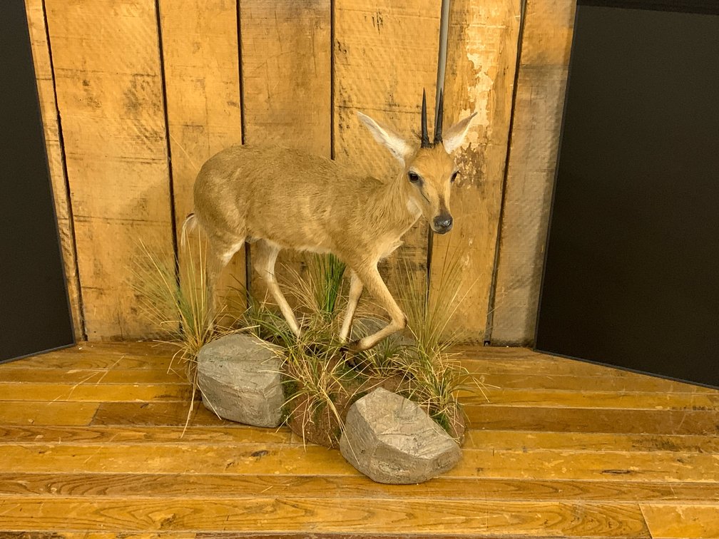 [272]  African Steenbok Full-Body Taxidermy Mount with Habitat Base