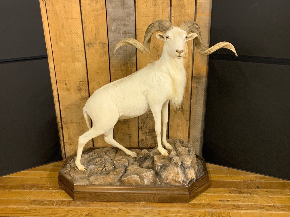 [273]  Texas Dall Sheep Ram Full-Body Taxidermy Mount