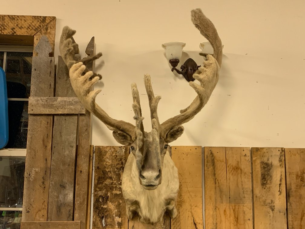 [276]  Caribou Shoulder Mount - Antlers in Felt