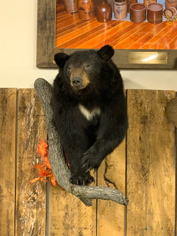 [277]  Black Bear Half Mount
