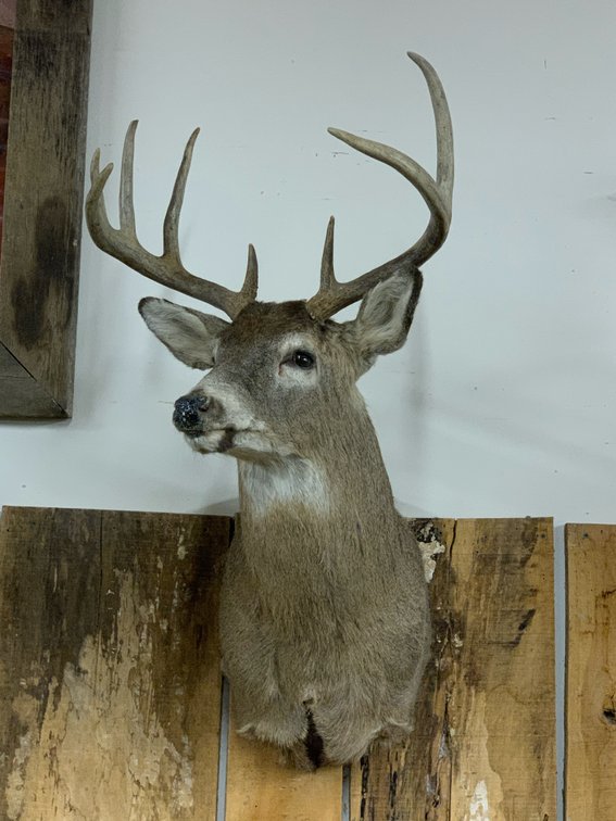 [279]  Whitetail Buck Mount - 9pt