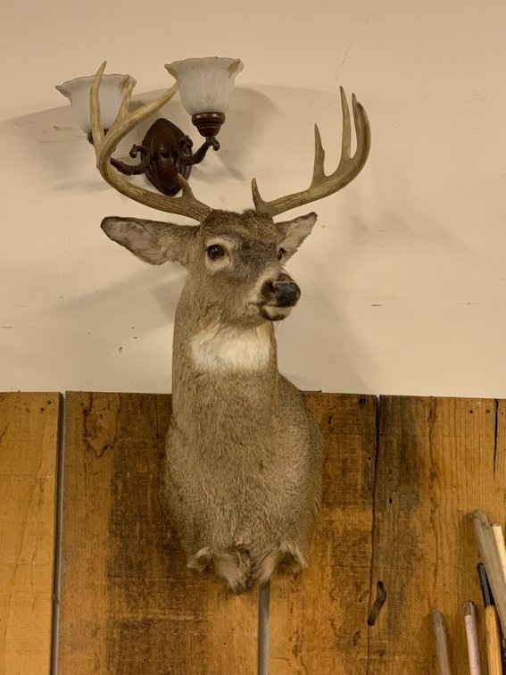 [280]  Whitetail Buck Mount - 10pt