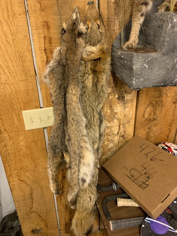 [281]  Two Pelts - Bobcat and Coyote