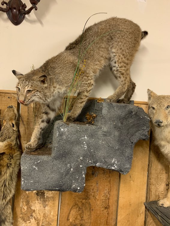 [282]  Bobcat Mount - Full Body